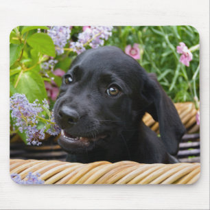 Cute Black Labrador Retriever Hund Puppy Pet Photo Musmatta