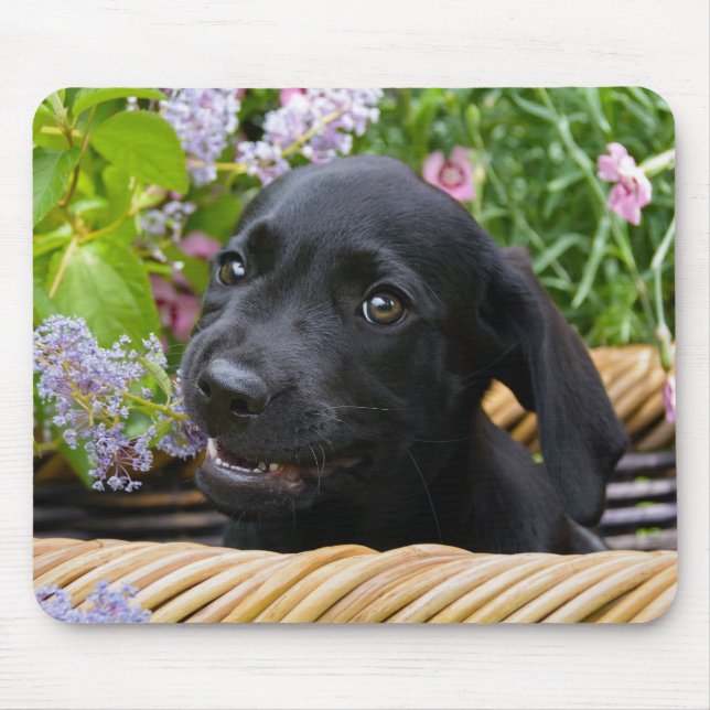 Cute Black Labrador Retriever Hund Puppy Pet Photo Musmatta (Framsidan)