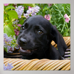 Cute Black Labrador Retriever Hund Puppy Pet Photo Poster