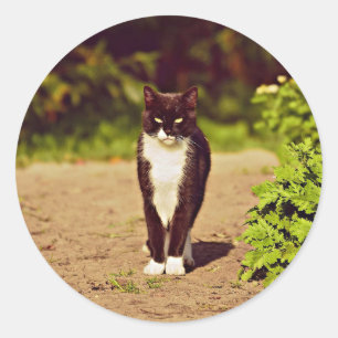 Cute Black och White Tuxedo Cat Photo Runt Klistermärke