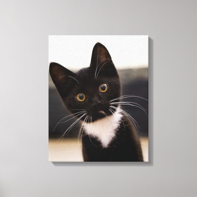 Cute Black och White Tuxedo Kitten Canvastryck (Framsida)