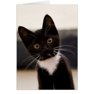 Cute Black och White Tuxedo Kitten Hälsningskort