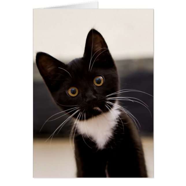 Cute Black och White Tuxedo Kitten Hälsningskort (Framsidan)