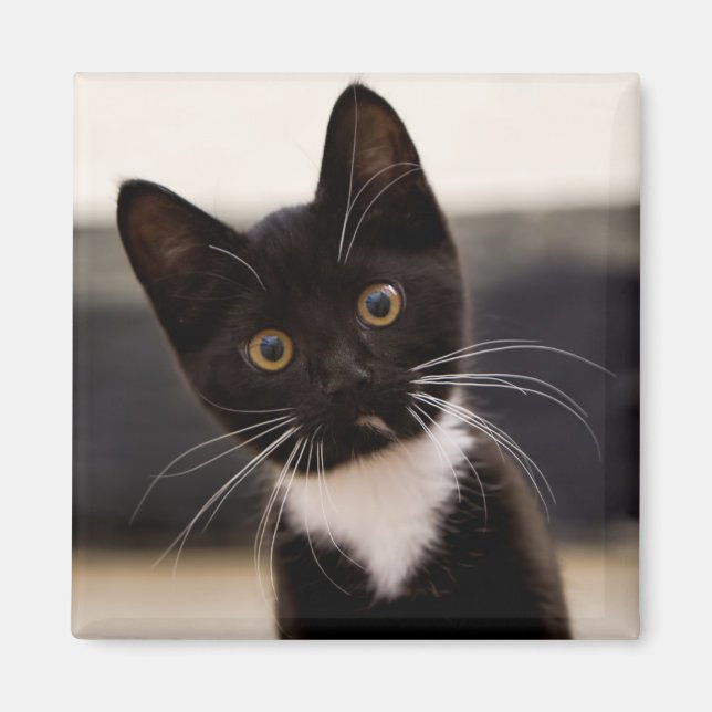 Cute Black och White Tuxedo Kitten Magnet (Framsidan)