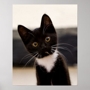 Cute Black och White Tuxedo Kitten Poster