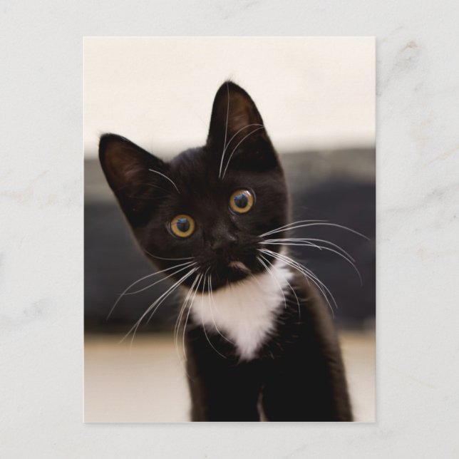 Cute Black och White Tuxedo Kitten Vykort (Framsida)
