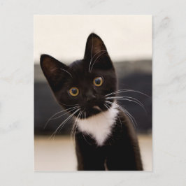 Cute Black och White Tuxedo Kitten Vykort