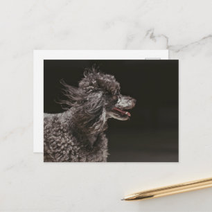 Cute Black Pudel Hund Head Vind Vykort