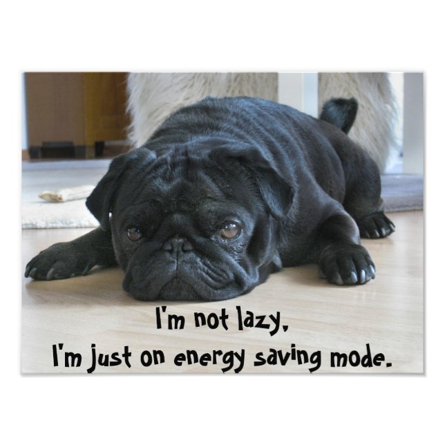 Cute Black Pug Puppy Laziness Poster (Framsidan)