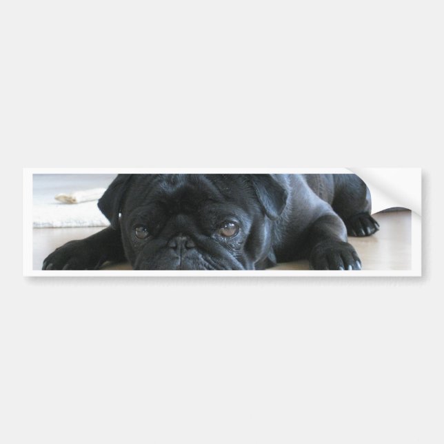 Cute Black Pug Sleeping Bildekal (Framsidan)