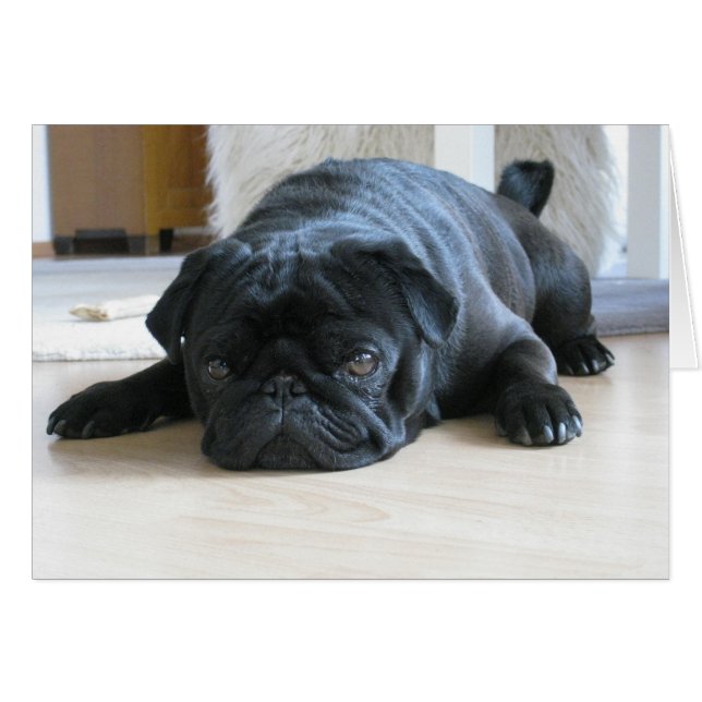 Cute Black Pug Sleeping Hälsningskort (Framsidan Horizontal)