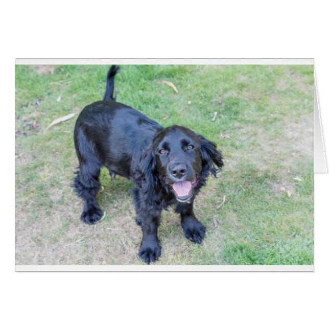 Cute Black Puppy Hälsningskort (Framsidan Horizontal)