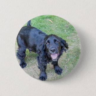 Cute Black Puppy Knapp