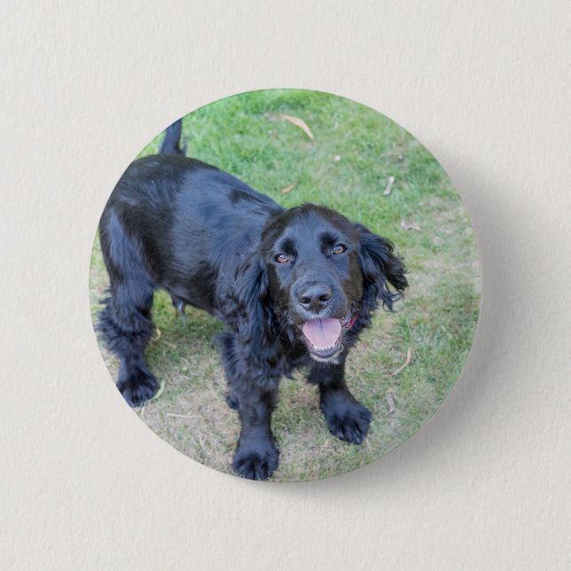 Cute Black Puppy Knapp (Framsida)