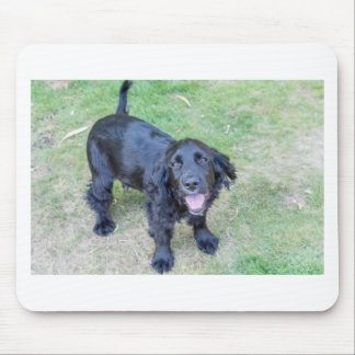 Cute Black Puppy Musmatta
