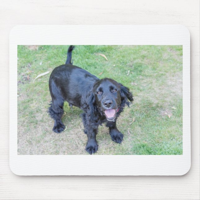 Cute Black Puppy Musmatta (Framsidan)