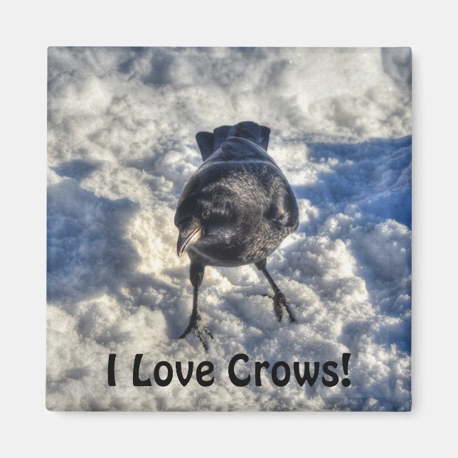 Cute Black Raven i Snö Photo Magnet (Framsidan)