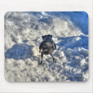 Cute Black Raven i Snö Photo Musmatta