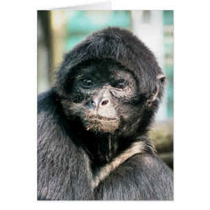 CUTE BLACK SPIDER MONKEYCard Hälsningskort