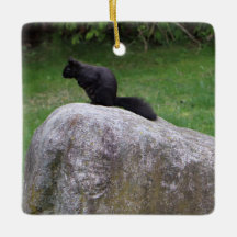 Cute Black Squirrel på en Sten-naturekorrar