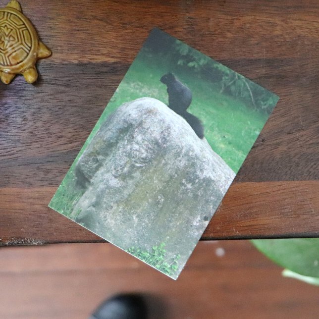 Cute Black Squirrel på en Sten-naturekorrar Poster (Skapare uppladdad)