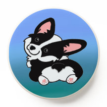 Cute Black white cardigan pet corgi med toebeans