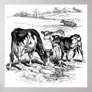 Cute Black white farm cows dekor poster vintage