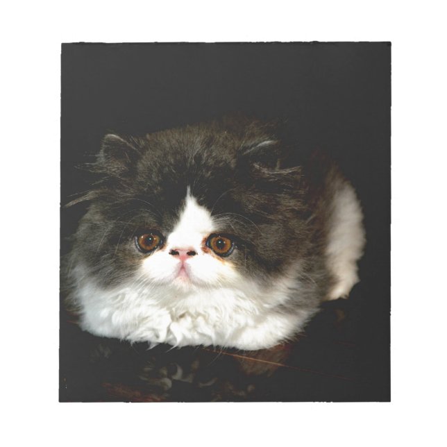 Cute Black white kitten cat Anteckningsblock (Framsida)