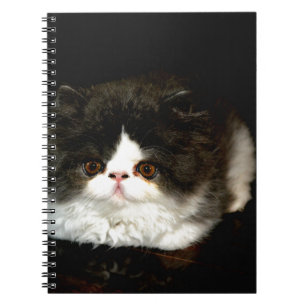 Cute Black white kitten cat Anteckningsbok Med Spiral