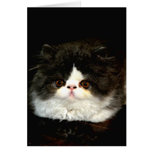 Cute Black white kitten cat Hälsningskort (Framsidan)