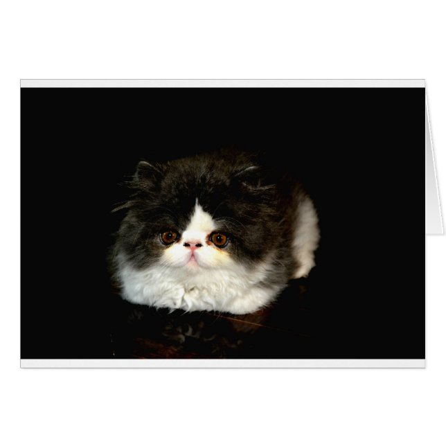 Cute Black white kitten cat Hälsningskort (Framsidan Horizontal)