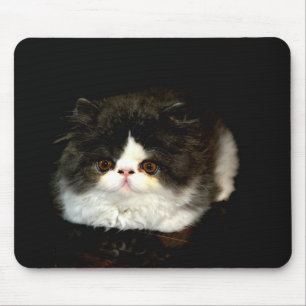 Cute Black white kitten cat Musmatta