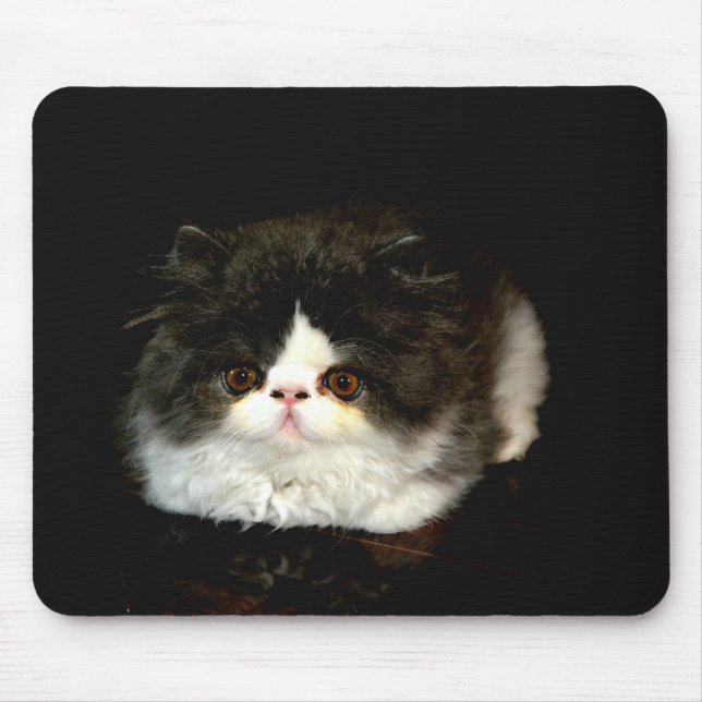 Cute Black white kitten cat Musmatta (Framsidan)