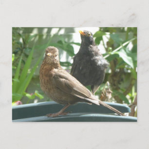 Cute Blackbird Pair DIY Postcard Vykort