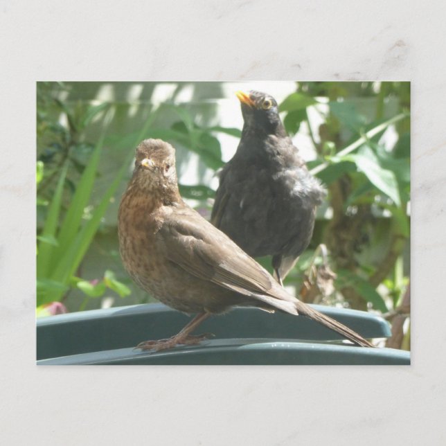 Cute Blackbird Pair DIY Postcard Vykort (Framsida)
