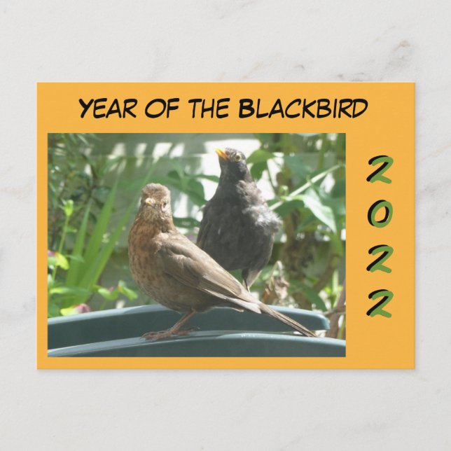 Cute Blackbird Pair Year 2022 Cust. vykort (Framsida)