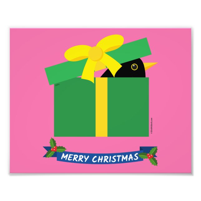 Cute Blackbird-sökning ut ur en giftbox Fototryck (Framsidan)