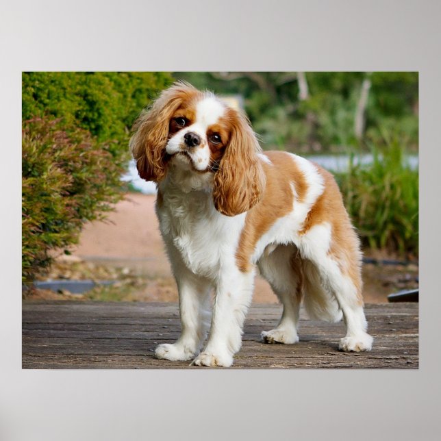 Cute Blenheim Cavalier Kung Charles Spain Puppy Poster (Framsidan)