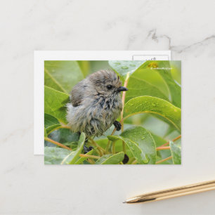 Cute Blöt Wee Baby Bushtit Songbird på Laurel Vykort