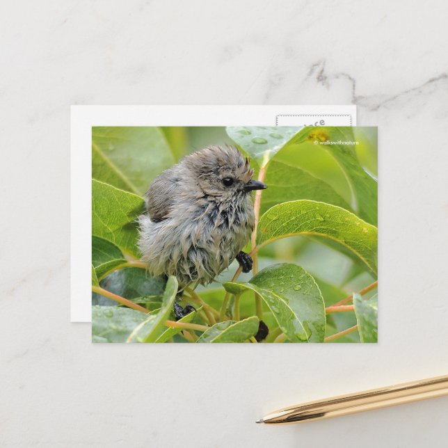 Cute Blöt Wee Baby Bushtit Songbird på Laurel Vykort (Fram/Back In Situ)