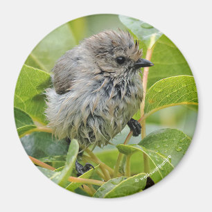 Cute Blöt Wee Bushtit på Laurel Magnet