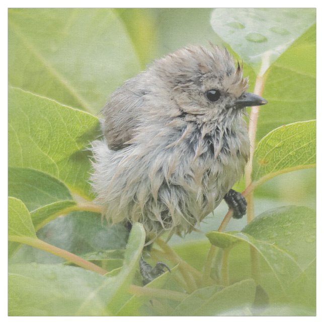 Cute Blöt Wee Bushtit på Laurel Tyg (Provkarta)