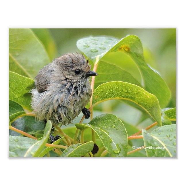 Cute Blöt Young Bushtit Songbird på Laurel Fototryck (Framsidan)