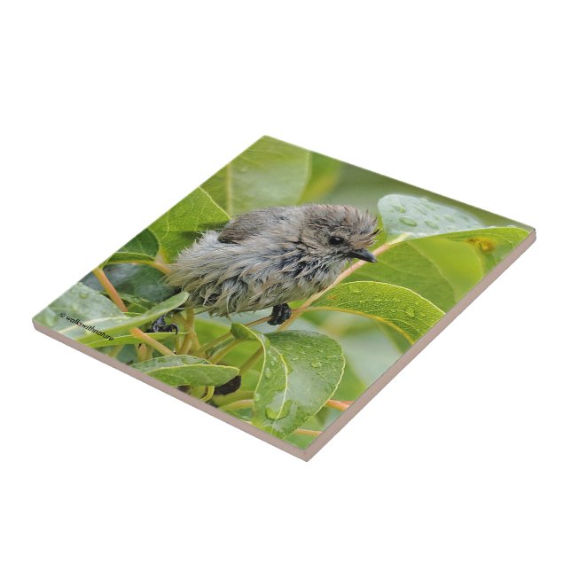 Cute Blöt Young Bushtit Songbird på Laurel Kakelplatta (Sidan)