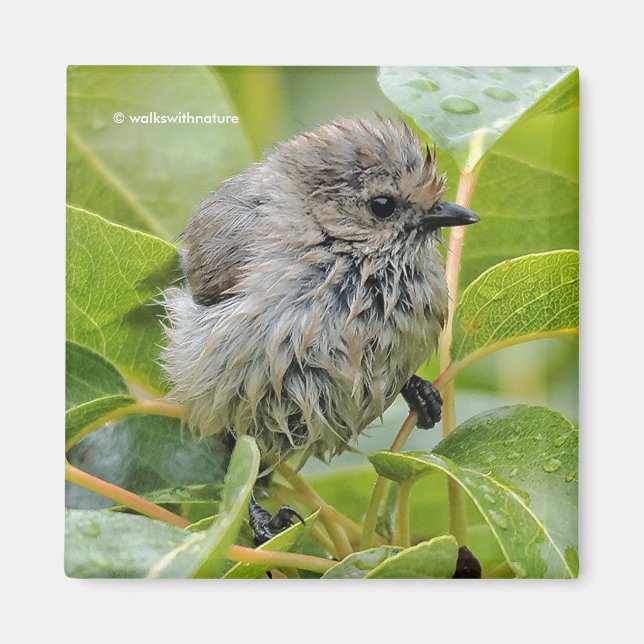 Cute Blöt Young Bushtit Songbird på Laurel Magnet (Framsidan)