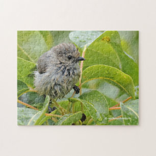 Cute Blöt Young Bushtit Songbird på Laurel Pussel