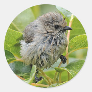 Cute Blöt Young Bushtit Songbird på Laurel Runt Klistermärke