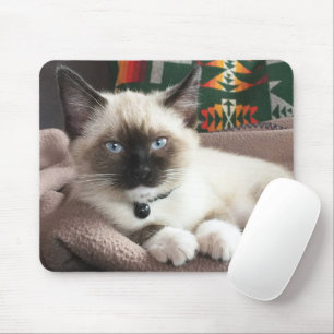 Cute Blue-Eyed Siamese Kitten Photo Musmatta