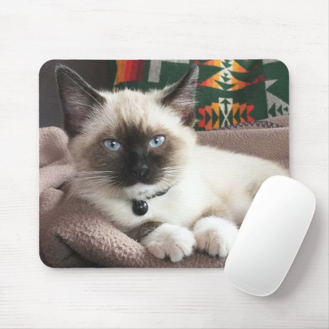 Cute Blue-Eyed Siamese Kitten Photo Musmatta (Med mus)