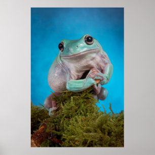 Cute Blue fas Whites träd grodler Poster